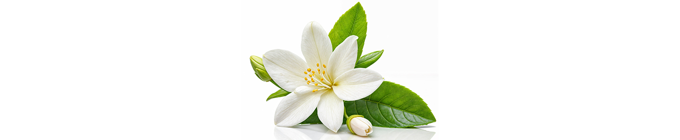 Jasmine extract