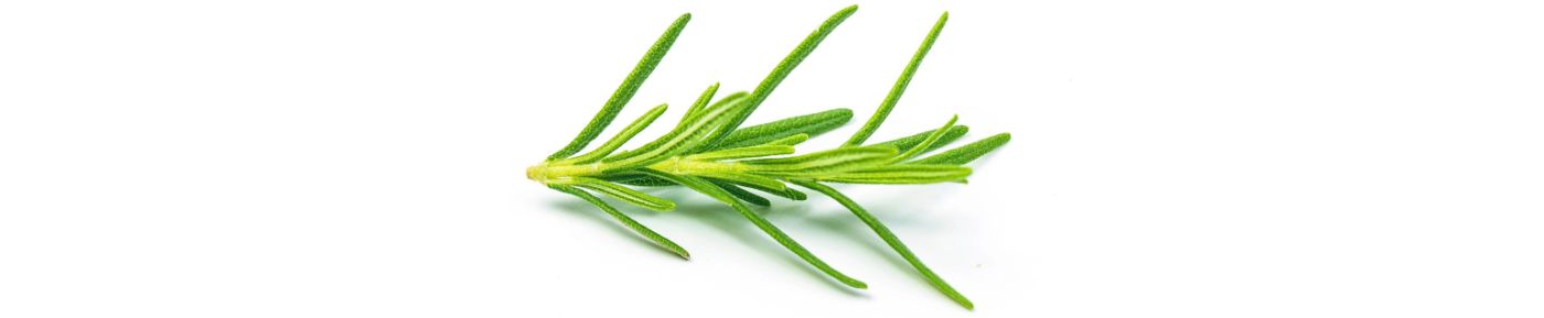 Rosemary